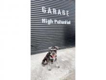 ガレージ ハイポテンシャル